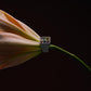 The Cottage Garden Signet - Skydiamond - Silver